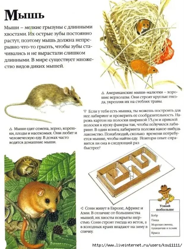 Мыши прочитать