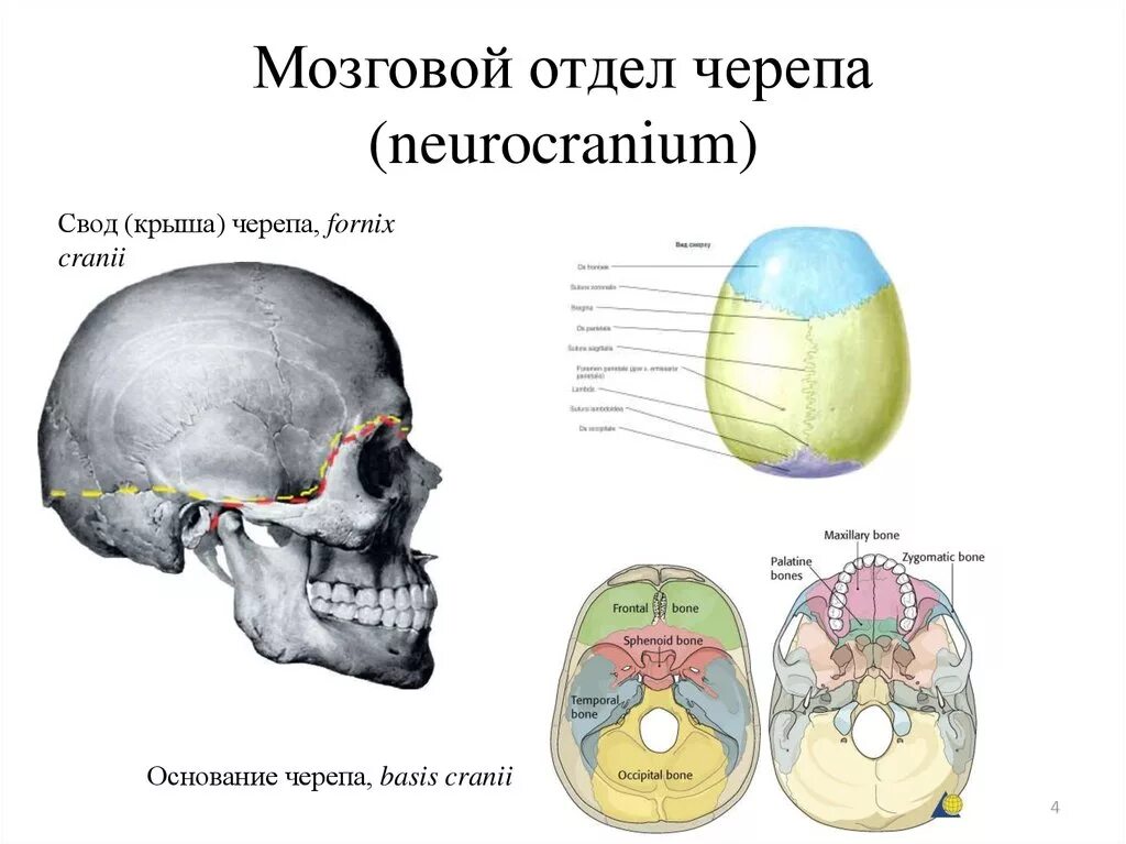 Свод и основание мозгового отдела черепа. Кости основания мозгового черепа. Кости мозгового отдела черепа кости основания. Кости, образующие свод мозгового черепа. Свод головного мозга