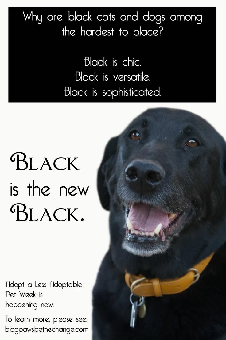 Led zeppelin black dog single. Собака на темном фоне. This dog is black. Led zeppelin black dog single. Собака внимательно смотрит.