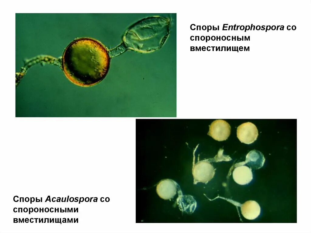 Гломеромикота. Грибы рода гломус. Отдел Glomeromycota размножение. Гломеромицеты примеры.