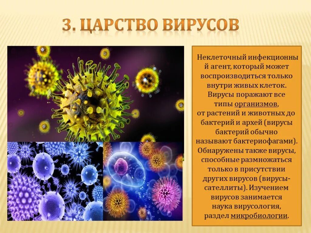 Царство бактерий и вирусов. Вирусы и бактерии по биологии. Вирусы относятся к царству. Разнообразие вирусов и бактерий.