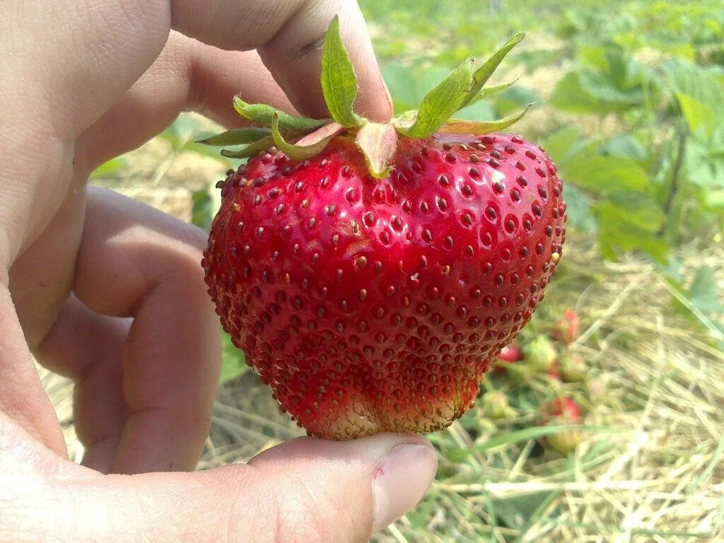 Клубника самая крупная какой сорт. Земляника Чамора Туруси. Сорт клубники Чамора Туруси. Земляника крупноплодная Гигантелла. Клубника Гигантелла ремонтантная.