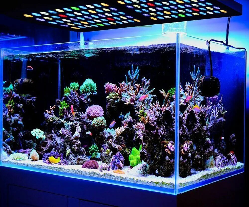 Рыбки для аквариума. Подсветка для аквариума. Аквариум с неоновой подсветкой. Аквариум с рыбками с подсветкой.