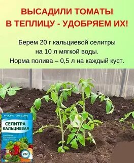 Сколько приживаются помидоры после высадки в теплицу