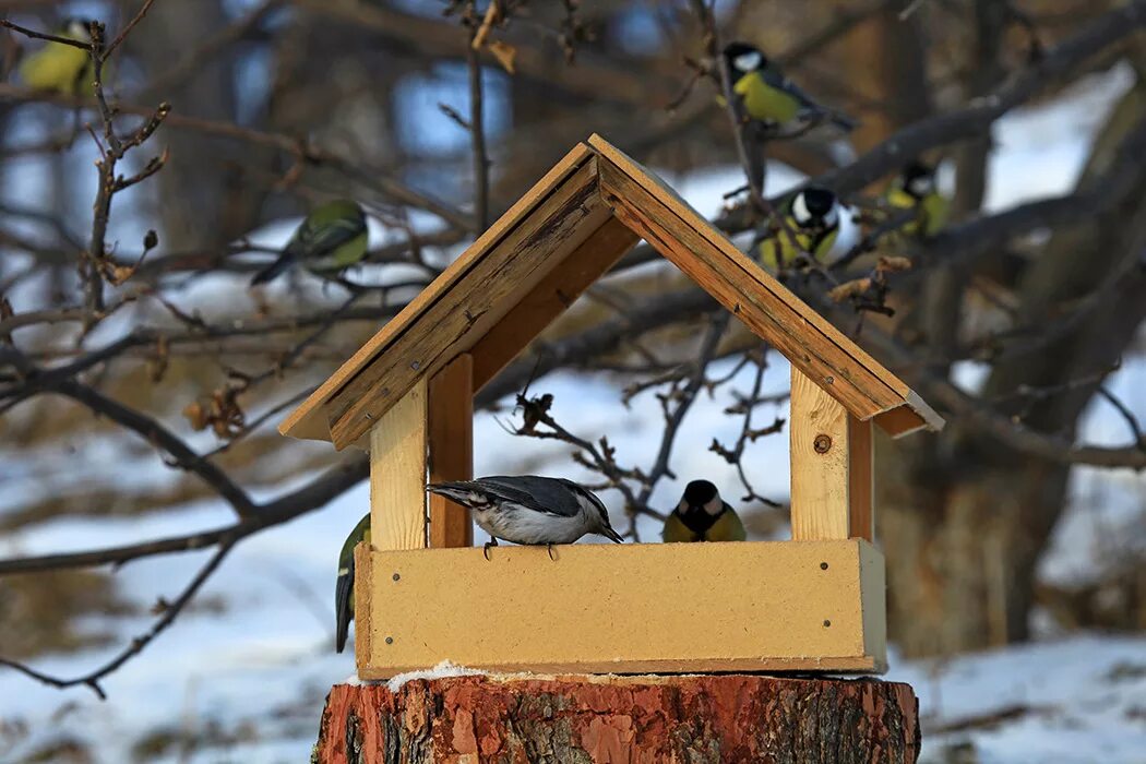 O bird. Кормушка для птиц. Забота о птицах. Забота о птицах зимой. Зимующие птицы на кормушке.