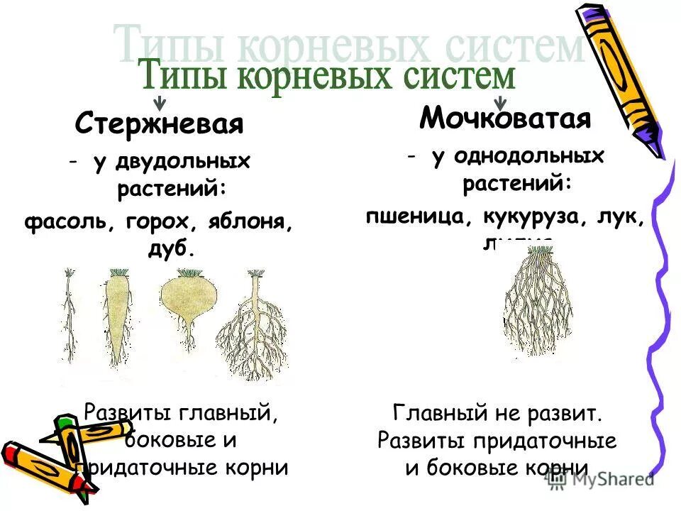 Корневая система характерная для однодольных растений