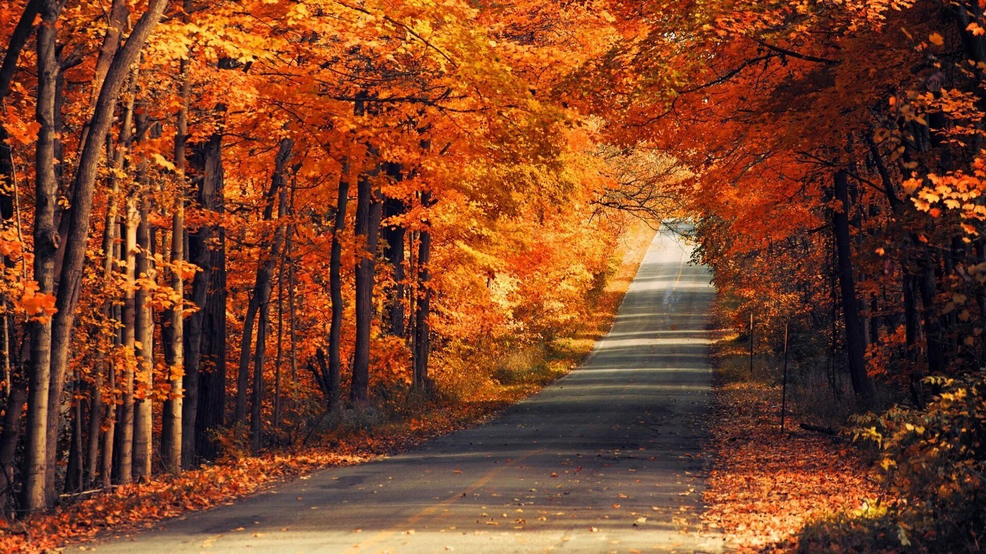 Куз н. Осень. Красивая осень. Осенняя природа. Осень фото.