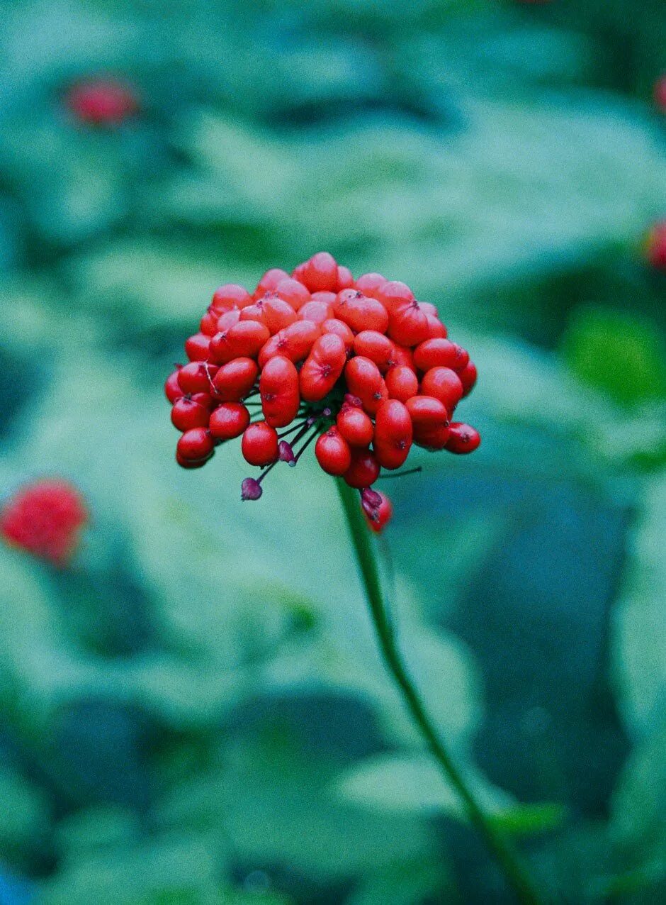 Женьшень приморья. Женьшень panax. Женьшень ягоды. Ягоды женьшеня. Ягоды женьшеня.