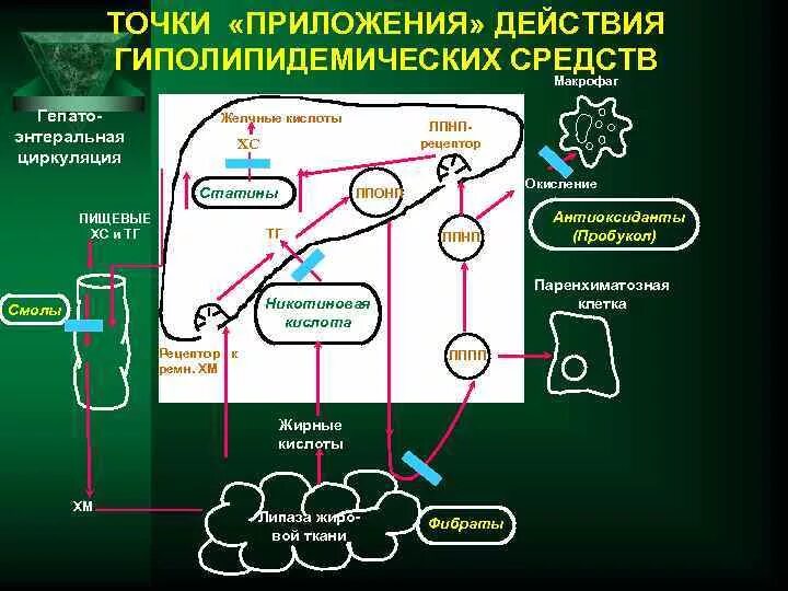 Энтерогепатическая циркуляция желчных кислот схема. Механизм действия гиполипидемических средств. Механизм действия гиполипидемических препаратов. Точки приложения гиполипидемических средств.