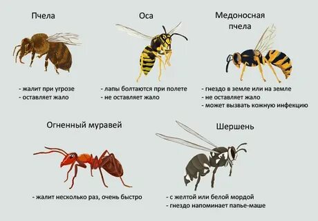 Пчелиный суффикс ин