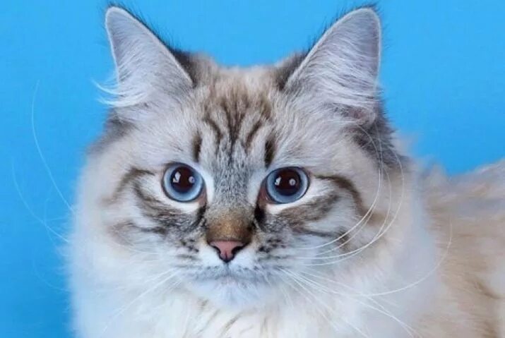Pin by schaefdesigns on Ragdoll Kitties Cats, Siberian cat, Cats and kittens