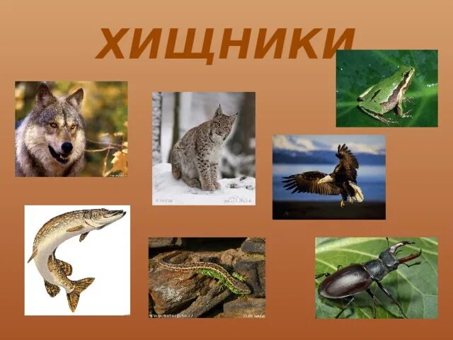 Картинки ВИДЕОУРОК ЖИВОТНЫЕ 3 КЛАСС