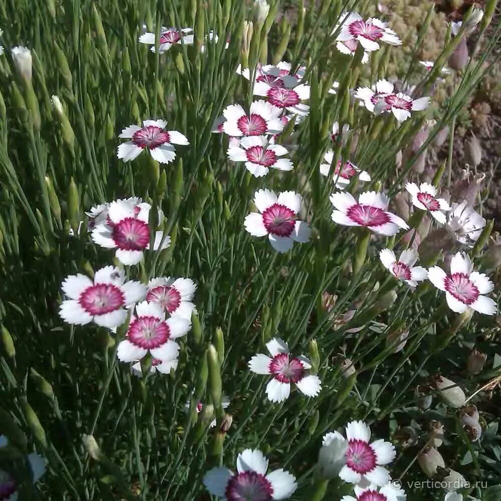 Гвоздика травянка. Гвоздика травянка (Dianthus deltoides). Гвоздика травянка очаровательные глазки. Выращивание гвоздики травянки