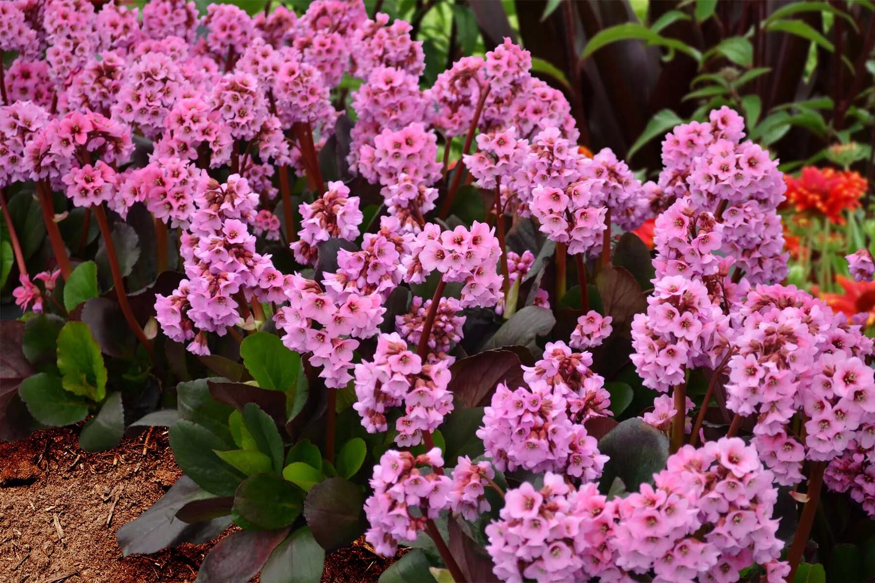 Бадан Драгонфлай Сакура. Бадан Pink Dragonfly. Бадан (Bergenia). Бадан толстолистный. Цветок бадан фото и описание