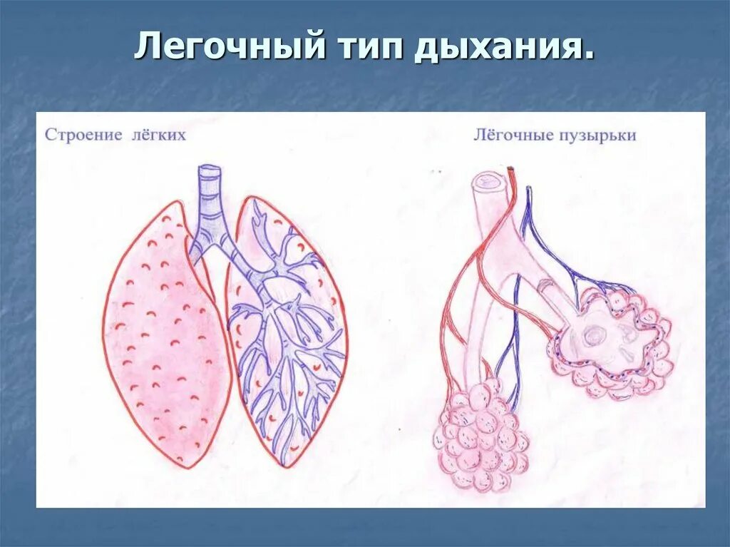 Легочный тип дыхания характерен. Легочное дыхание у животных. Легочное дыхание человека. Виды легочного дыхания. Схема легочного дыхания.