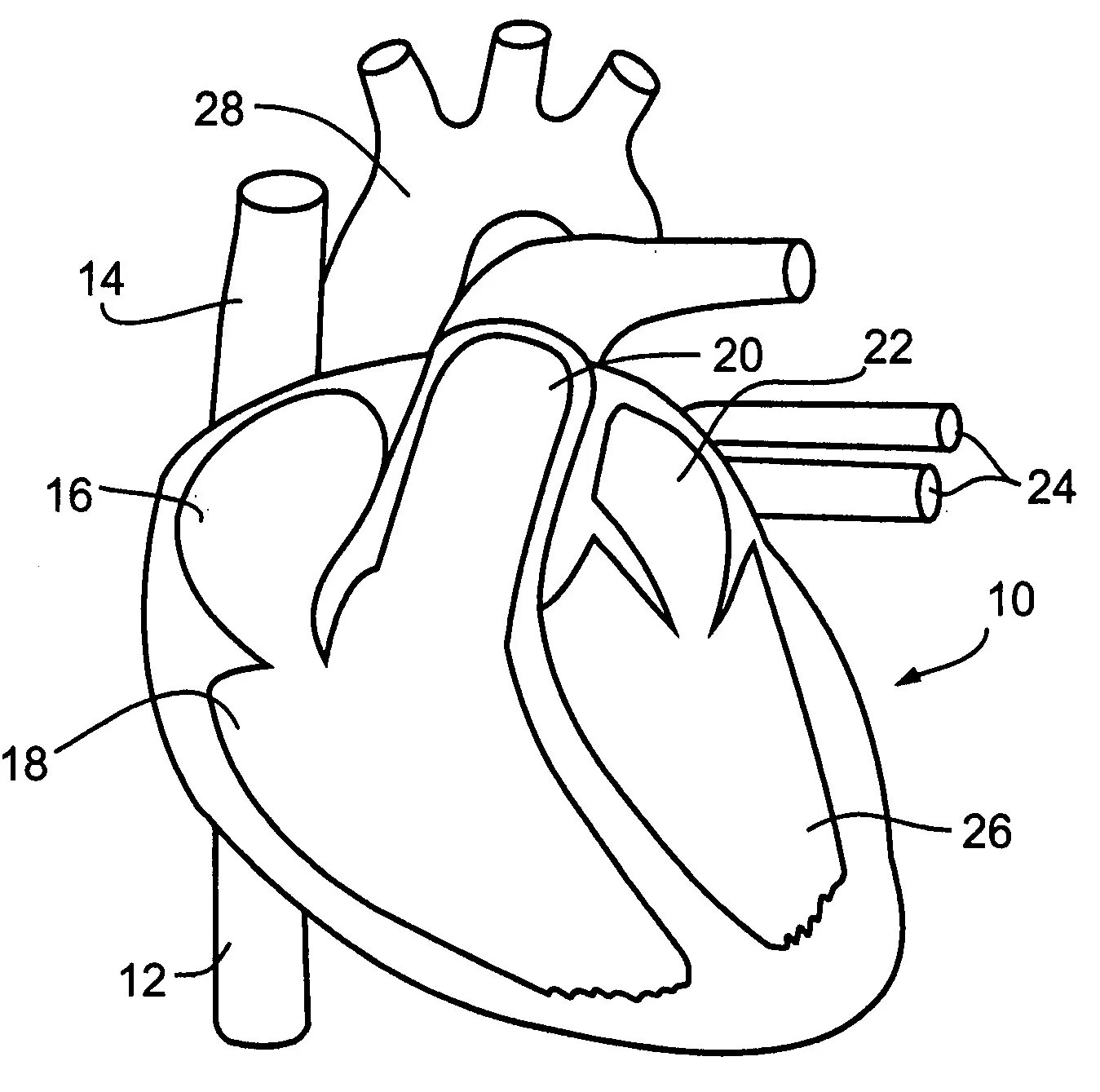 Срез сердца человека. Строение сердца схема. Строение сердца человека схема анатомия. Схема внутреннего строения сердца. Схематическое строение сердца.