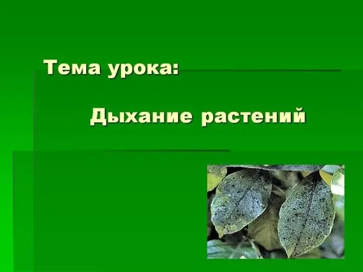 Видеоурок дыхание растений биология 6. Дыхание растений презентация. Органы дыхания у растений 5 класс. Тема урока дыхание растений. Дыхание растений и животных 6 класс.