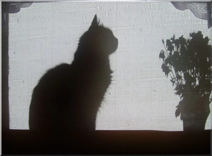 Коты перед смертью уходят. Тень кота. Тень кота на стене. Кот тень кота. Теневой кот.