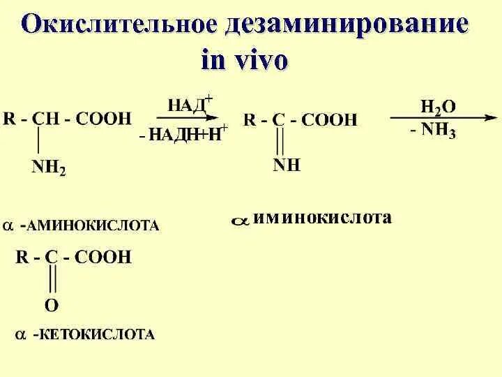 Реакция окислительного дезаминирования. Реакция окислительного дезаминирования аспарагиновой кислоты. Непрямое дезаминирование фенилаланина реакция. Дезаминирование фенилаланина реакция. Дезаминирование фенилаланина in vivo.