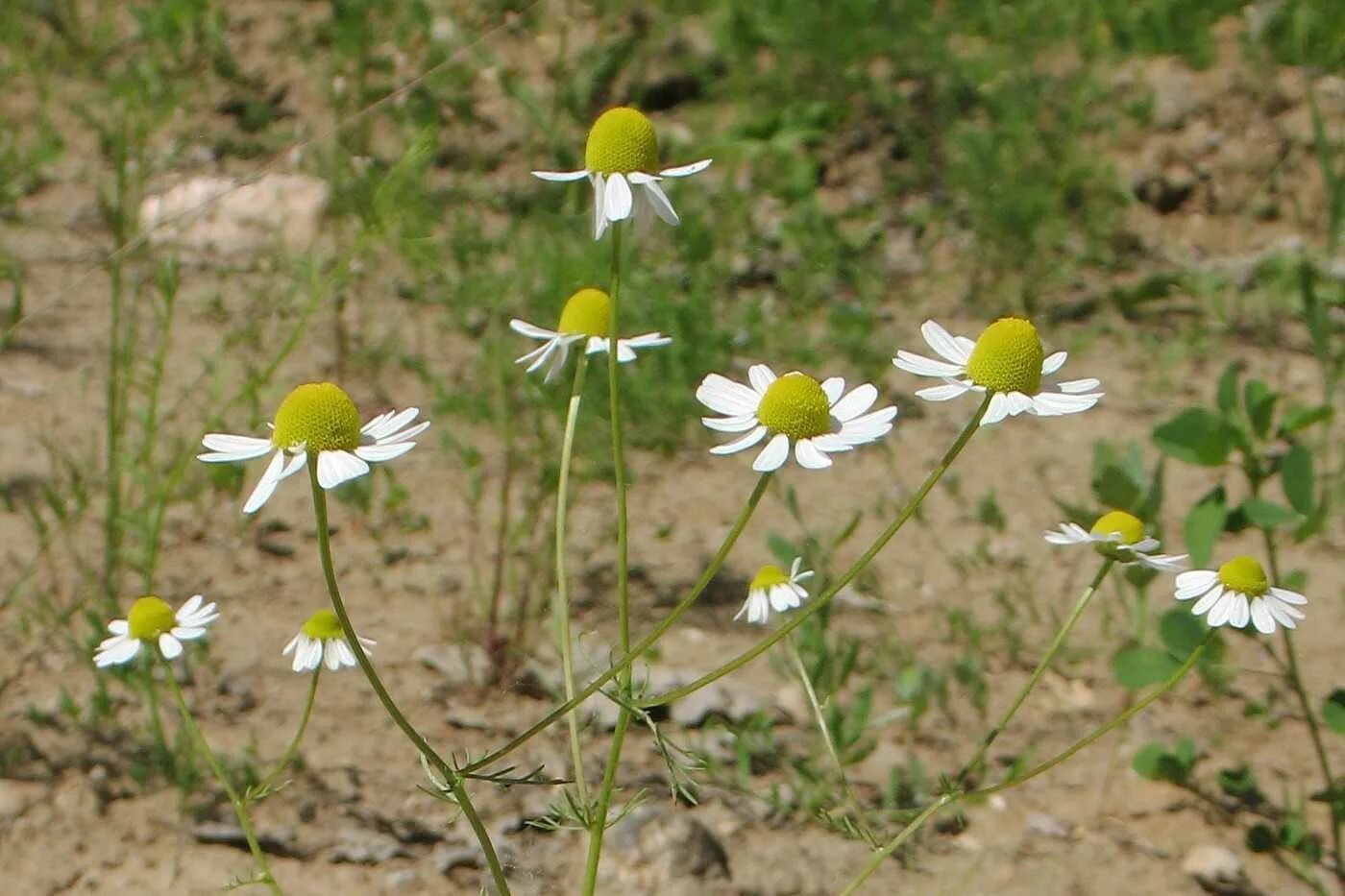 Matricaria chamomilla. Ромашка нивяник. Ромашка аптечная – chamomilla recutita. Ромашка анациклус. Ромашка девичья кустовая пиретрум девичий.
