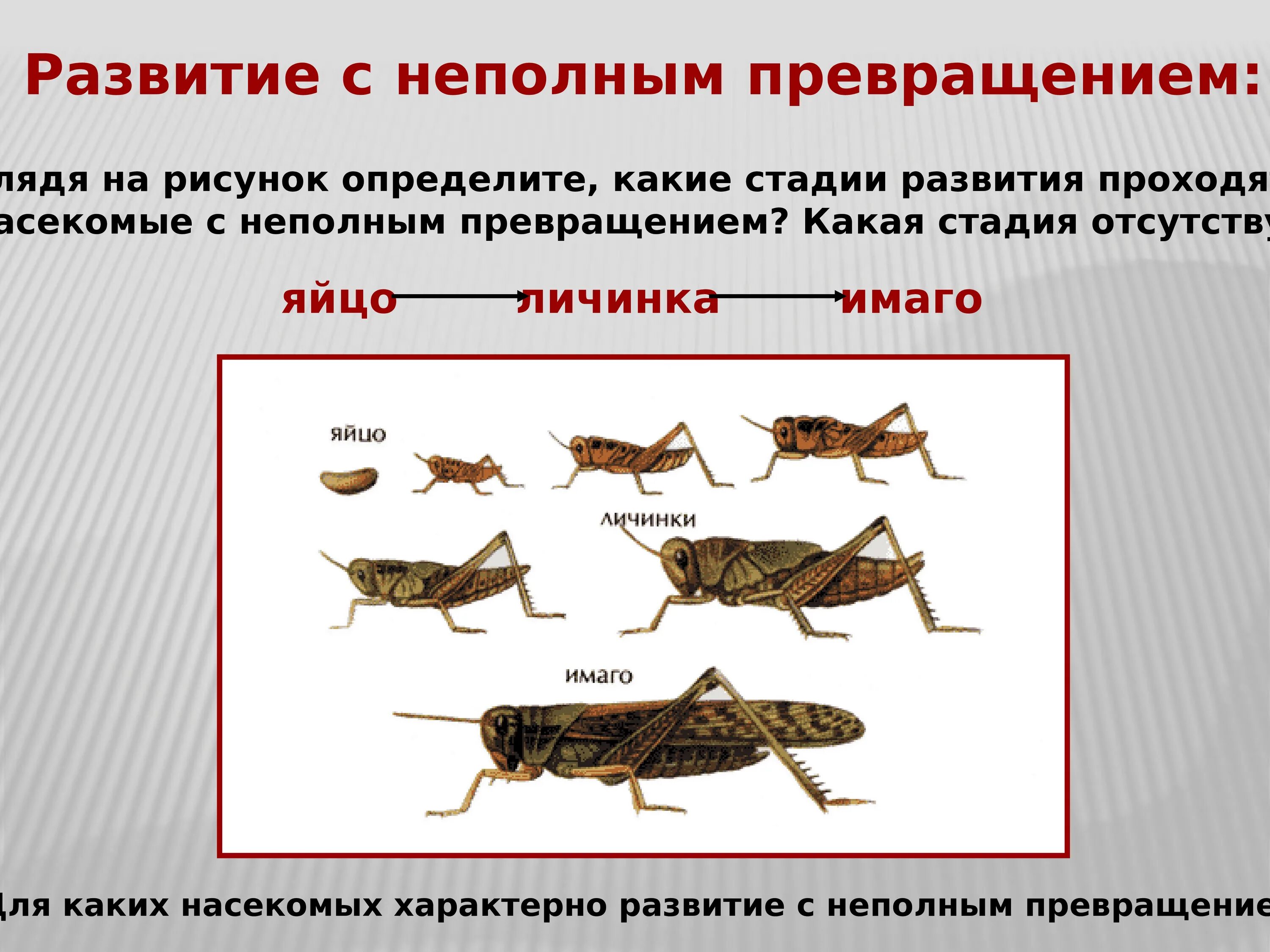 Полный метаморфоз стадии. Развитие с неполным превращением отряд Прямокрылые. Развитие с неполным превращением характерно для. Стадии развития насекомых с неполным превращением. Развитие с неполным превращением личинка.