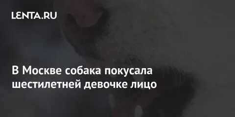 Ребенка покусала соседская собака
