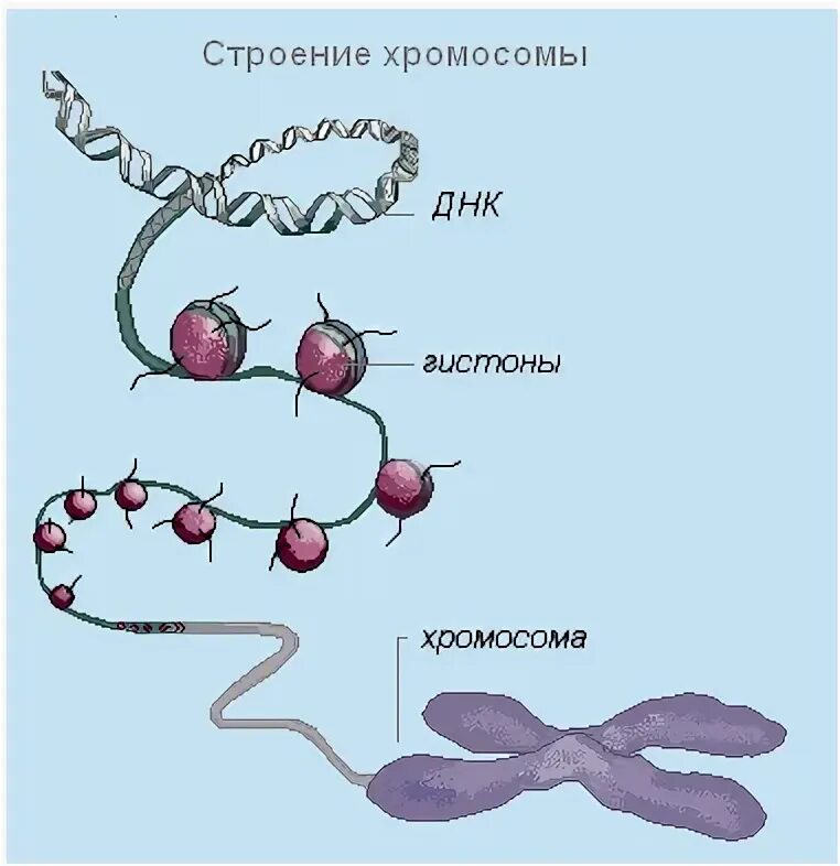 Строение интерфазной хромосомы. Интерфазная хромосома функции. Какое строение имеет интерфазная хромосома. Какое строение имеет интерфазная хромосома рисунок. Парные одинаковые хромосомы