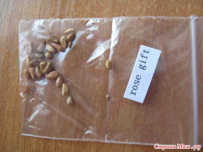 эустома семена. эустома посев на рассаду. свои семена эустомы. эустома семена как выглядят. сбор семян эустомы.