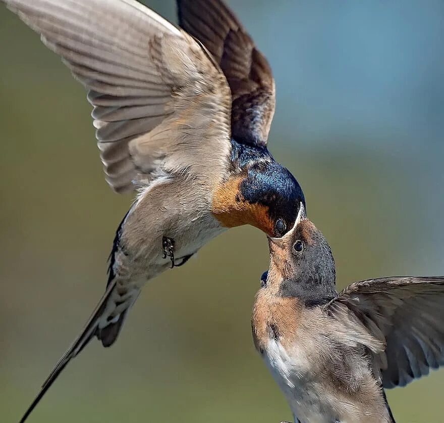 Ласточки. Ласточка птичка. Swallow птица. Крылья ласточки.