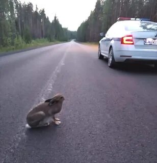 Заяц перескочил через дорогу