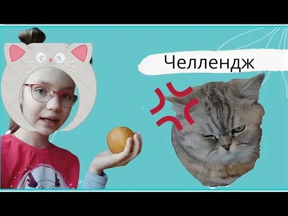 Челлендж кошек