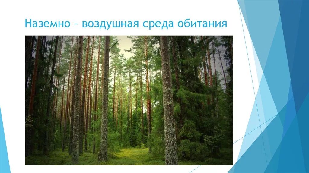 Береза среда обитания наземно воздушная. Наземно-воздушная среда обитания. Наземно воздушная среда обитания среда обитания. Над земно – воздушная среда обитания. Наземноводзудашная среда обитания.