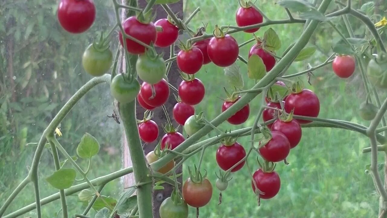Самый вкусный сорт черри. Томат черри шалун. индетерминантные томаты черри. черри блосэм. помидоры черри кустовые.