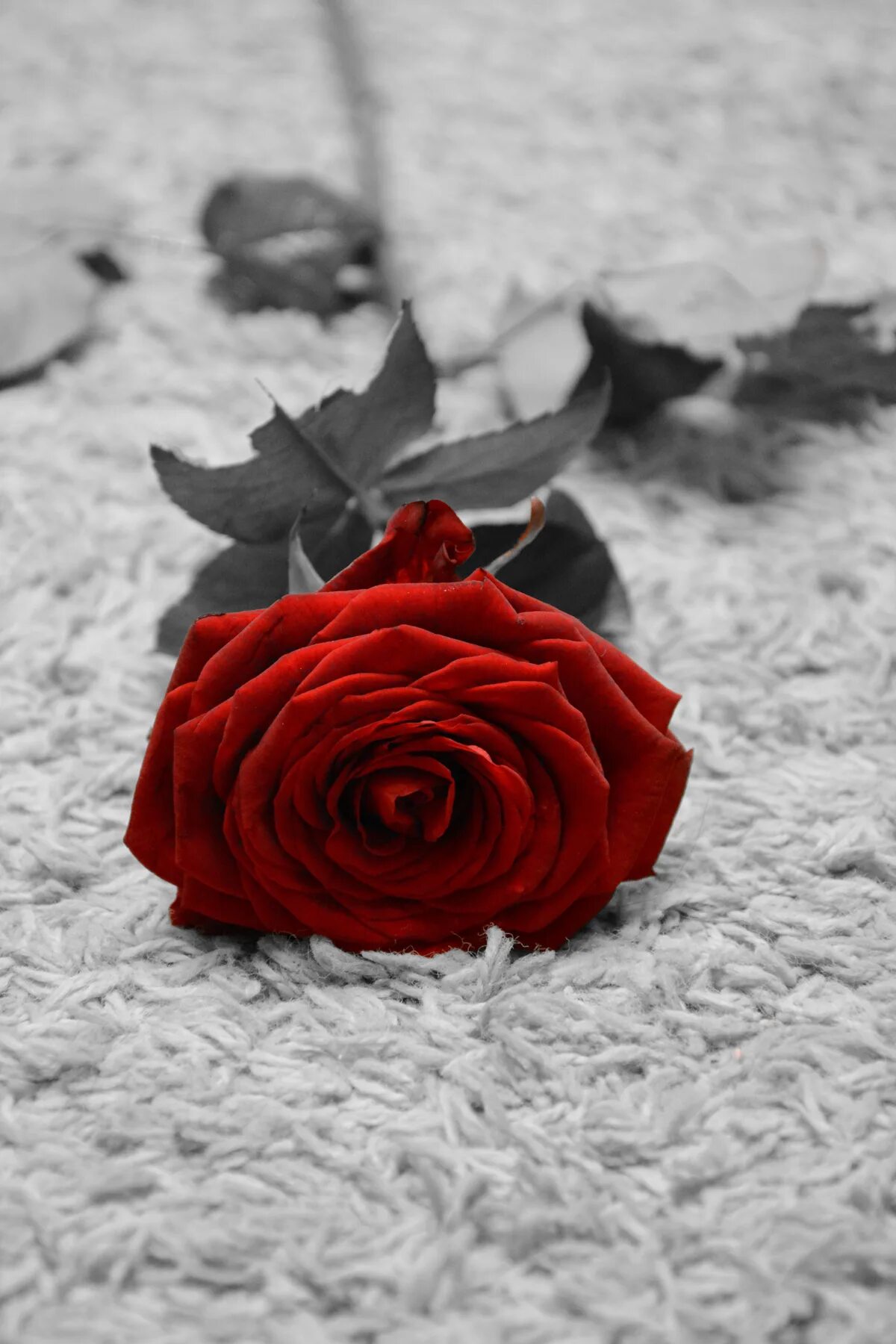 Белую розу срываю красную. Коричневые розы на белом фоне. Цветы грусти. Нежная роза на темном фоне. Белые розы на рабочий стол.