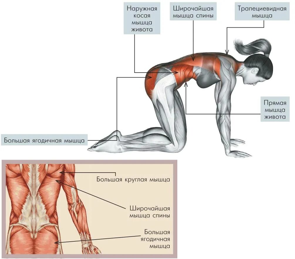 Растяжка мышц позвоночника. Растягивание мышц поясницы. Растяжка мышцы выпрямляющей позвоночник. Мышца выпрямляющая позвоночник растяжение.