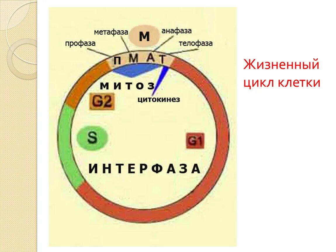 Схема жизненного цикла клетки. Жизненный цикл клетки схема. клеточный цикл жизненный цикл клетки это. жизненный цикл клетки митоз. последовательность периодов жизненного цикла клетки:.