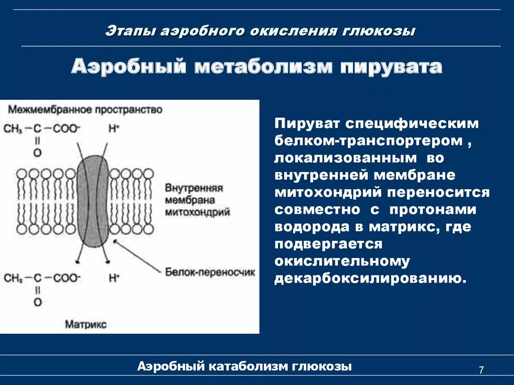 Аэробный метаболизм пирувата. Этапы аэробного окисления. Этапы аэробного окисления Глюкозы. Аэробное окисление пирувата. Аэробное окисление веществ