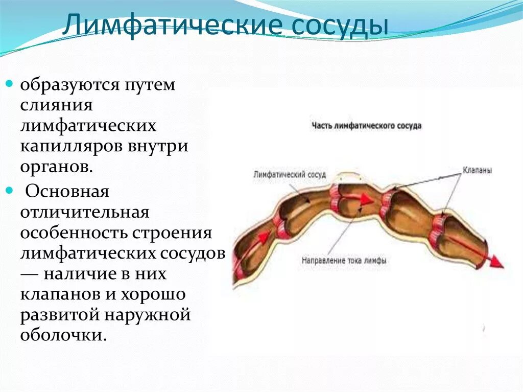 В лимфатический сосуд поступают. Лимфангион строение анатомия. Схема строения лимфатического сосуда. Строение оболочек лимфатических сосудов. Строение лимфатического сосуда анатомия.