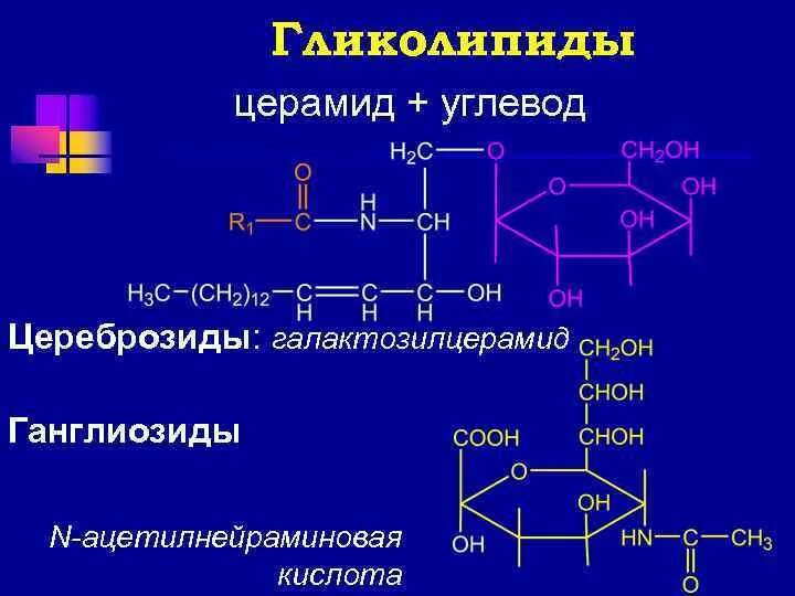 Гликолипиды функции. Гликолипиды (цереброзиды, ганглиозиды).. галактозилцерамид функции. гликолипиды формула. гликолипиды биохимия.