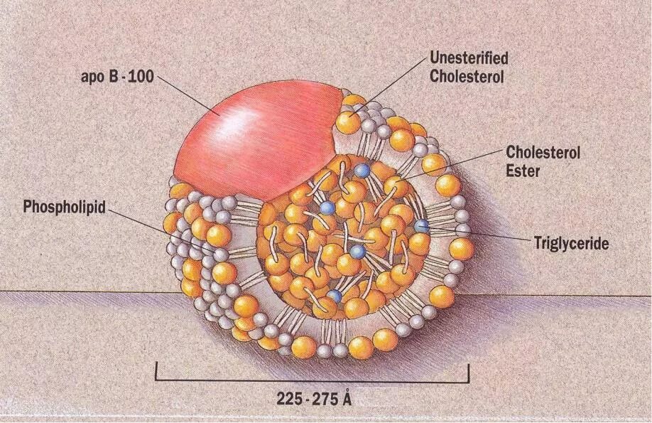 Строение липопротеинов. Липопротеины холестерин. Строение ЛПНП. Структура ЛПНП.