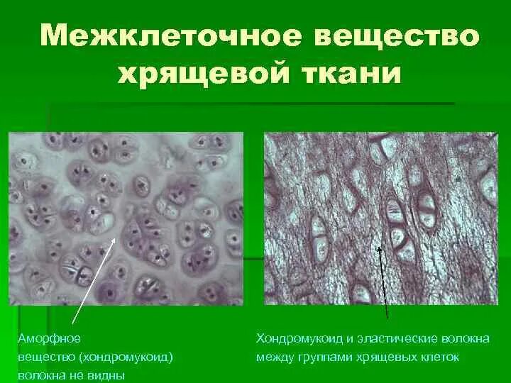 Межклеточное вещество находится