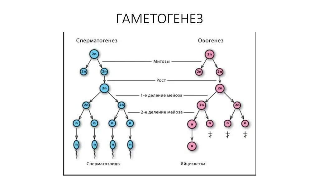 Типы гаметогенеза. Схему гаметогенеза: оогенез и сперматогенез. Гаметогенез этапы сперматогенеза. Схема гаметогенеза развитие половых клеток. Период созревания в процессе сперматогенеза и овогенеза.