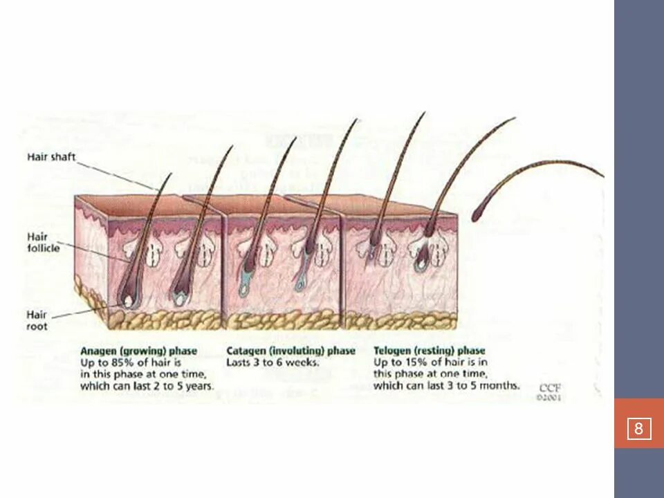 Растут корни волос. Инфильтрация волосяной луковицы. Волосяной фолликул и луковица. Строение волосяной луковицы. Волосяная луковица строение ресницы.