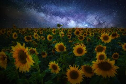Ночные подсолнухи