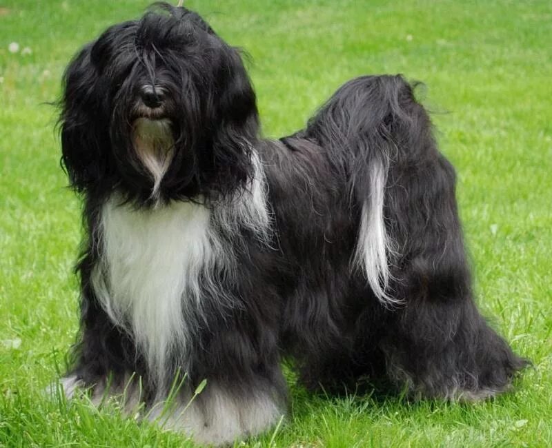 порода собак выведенная монахами 4 буквы. лхаса-апсо порода. лхаса апсо тибетский талисман. лхаса апсо собака. карликовый тибетский терьер.