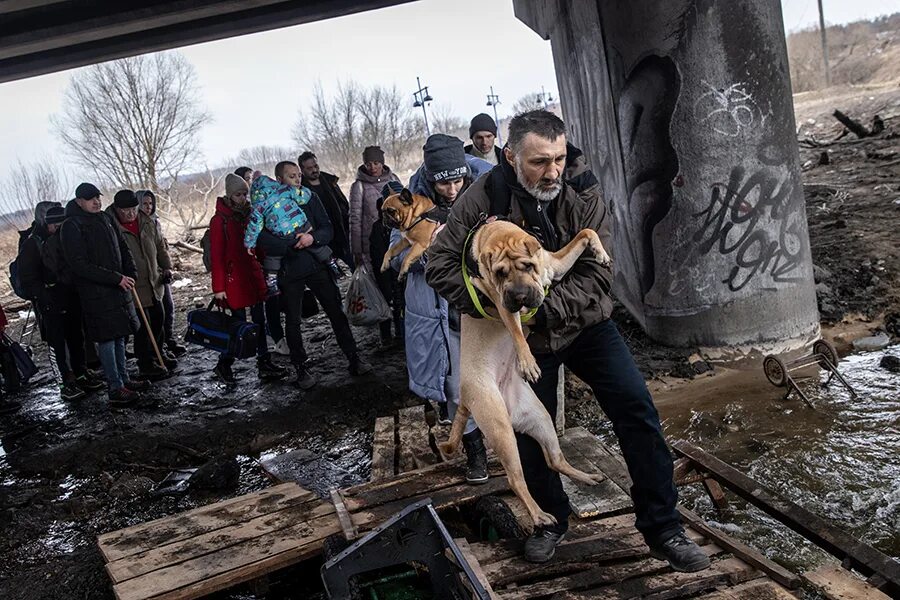 Брошенные животные в Украине. Животные на войне на Украине. Брошенные собаки на Украине. Животные на Донбассе брошенные. Украину кидают