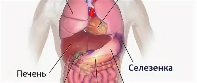 Селезенка у женщин. Расположение селезенки. Расположение селезенки у человека. Печень селезенка расположение.