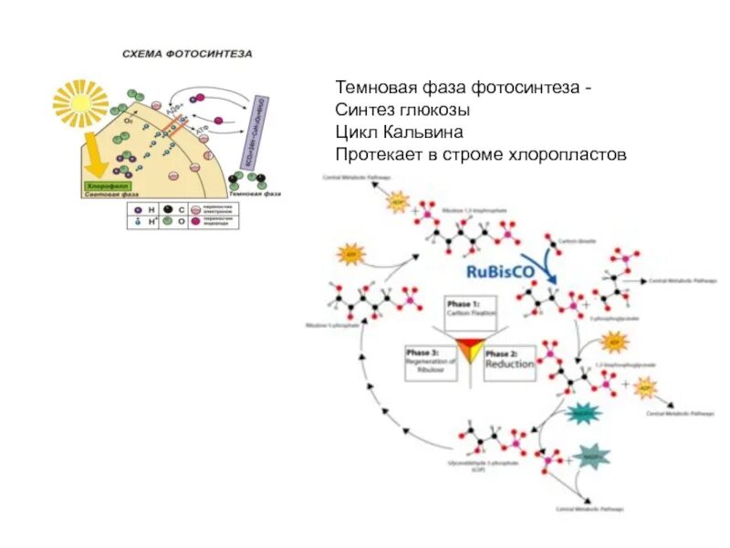Темновая фаза синтез. Темновая фаза фотосинтеза цикл Кальвина. Цикл Кальвина в фотосинтезе. Цикл Кальвина схема. Синтез Глюкозы фотосинтез.