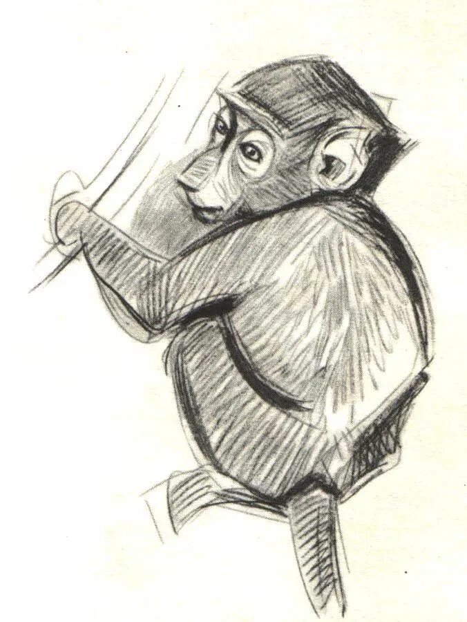 Обезьяна рисунок карандашом. Обезьяна набросок. Наброски животных обезьяна. Наброски обезьян карандашом. Амогус рисунок