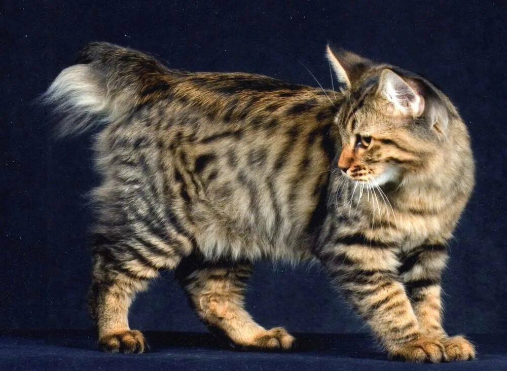 American bobtail. Американский бобтейл. Американский бобтейл кошки. Порода американский бобтейл. Американский бобтейл длинношёрстный.